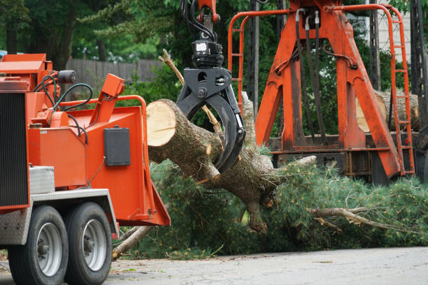 Professional  Tree Services in Cashion, OK